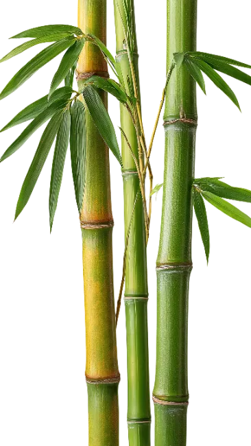 Fresh Green Bamboo Stalks with Leaves