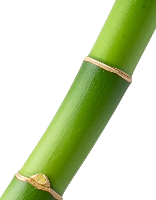 Fresh Green Bamboo Stem Close Up