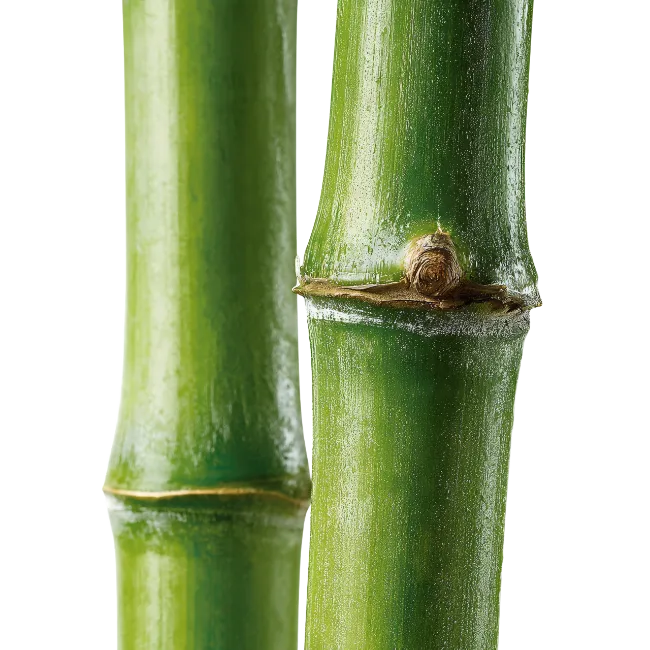 Fresh Green Bamboo Stems Close Up