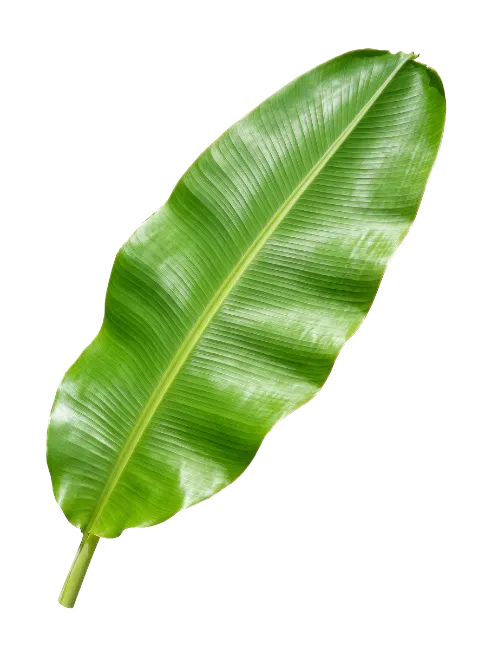 Fresh Green Banana Leaf Isolated