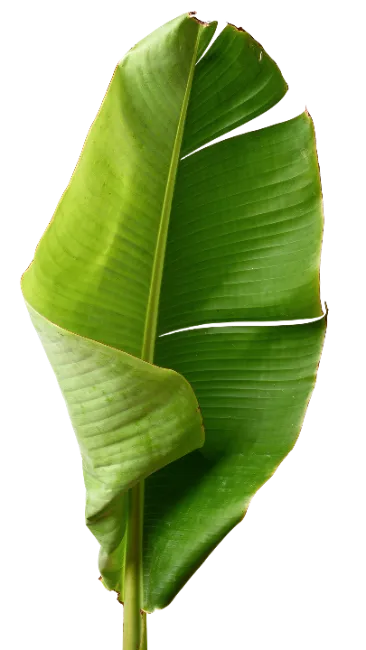 Fresh Green Banana Leaf Isolated