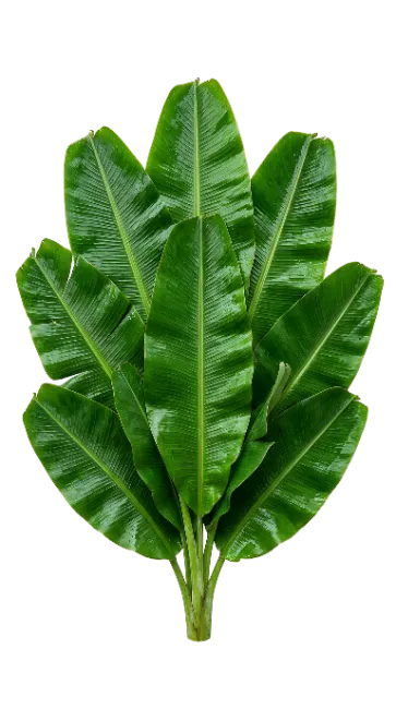 Fresh Green Banana Leaves Arrangement