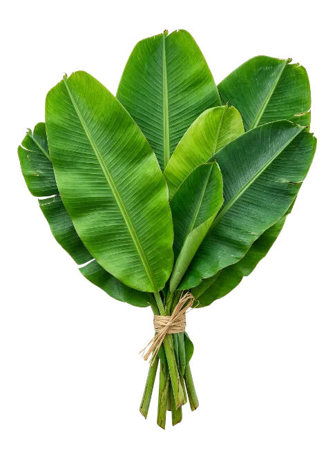 Fresh Green Banana Leaves Bouquet