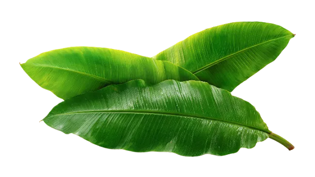 Fresh Green Banana Leaves Isolated