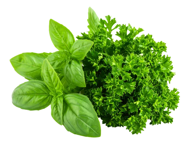 Fresh Green Basil And Parsley Leaves