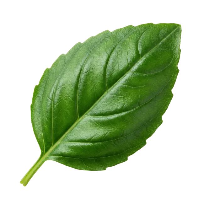 Fresh Green Basil Leaf Isolated