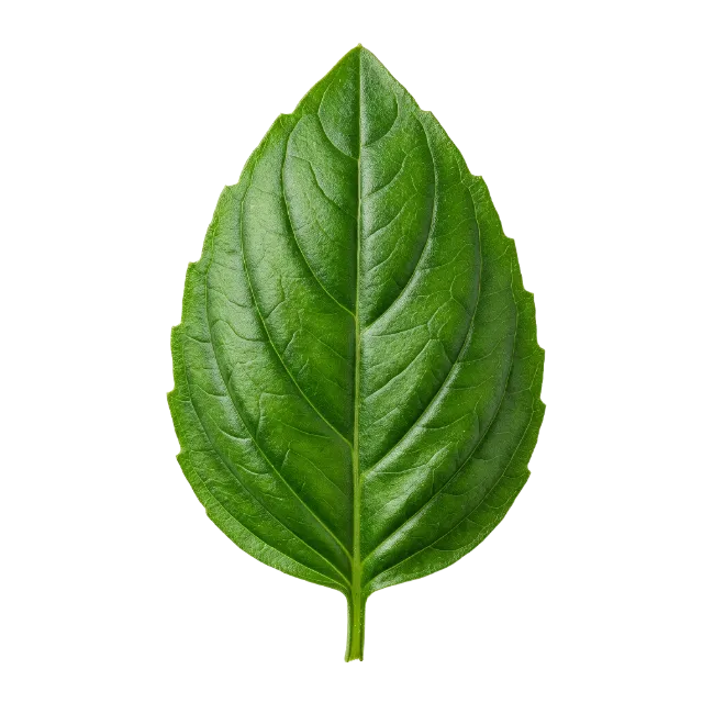 Fresh Green Basil Leaf Isolated