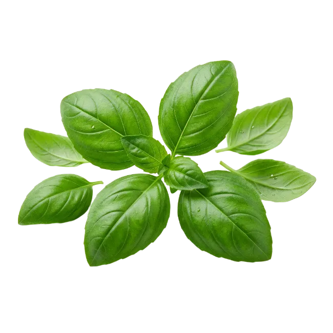 Fresh Green Basil Leaves