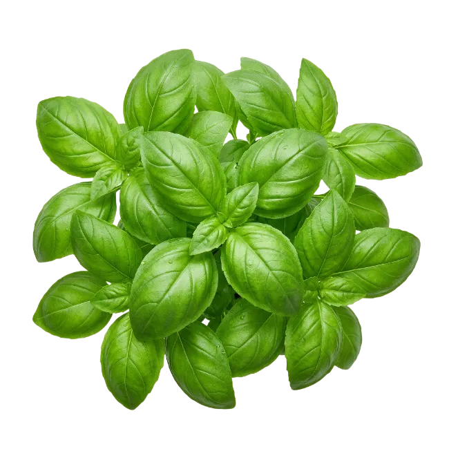Fresh Green Basil Leaves Bunch