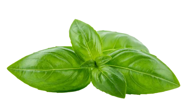 Fresh Green Basil Leaves Sprig