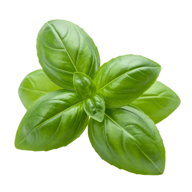 Fresh Green Basil Leaves Sprig