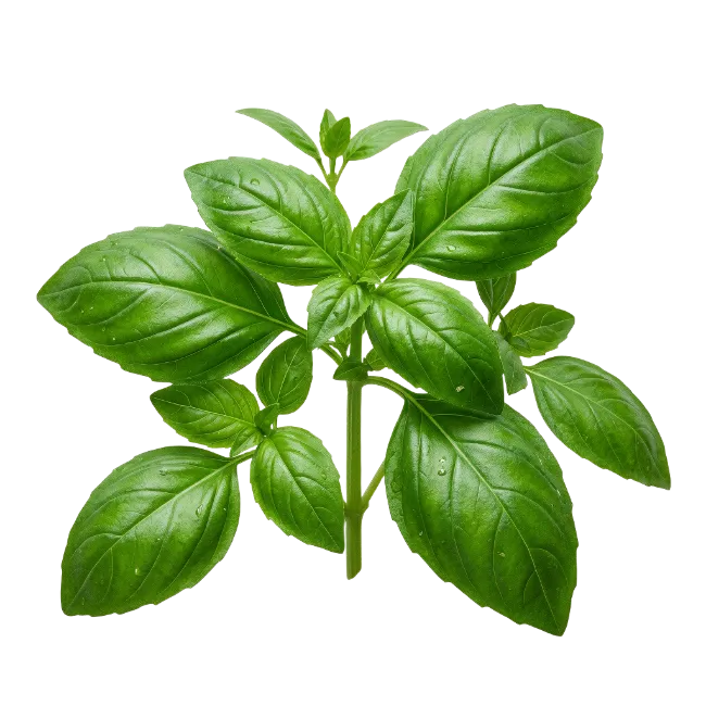 Fresh Green Basil Plant Leaves