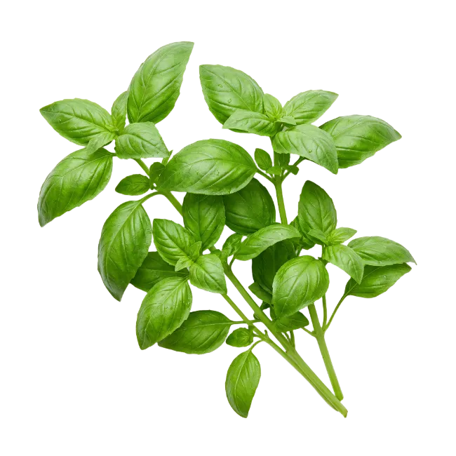 Fresh Green Basil Sprigs