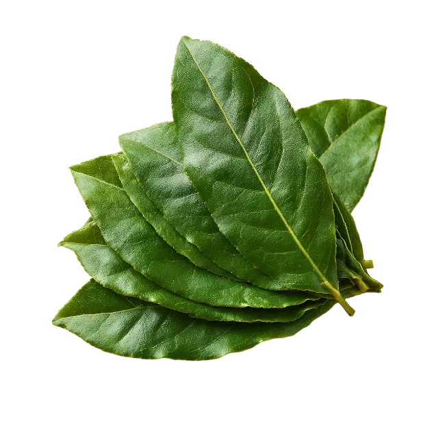 Fresh Green Bay Leaves Bunch