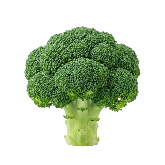 Fresh Green Broccoli Floret