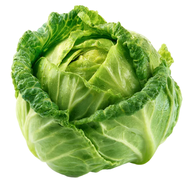Fresh Green Cabbage Head