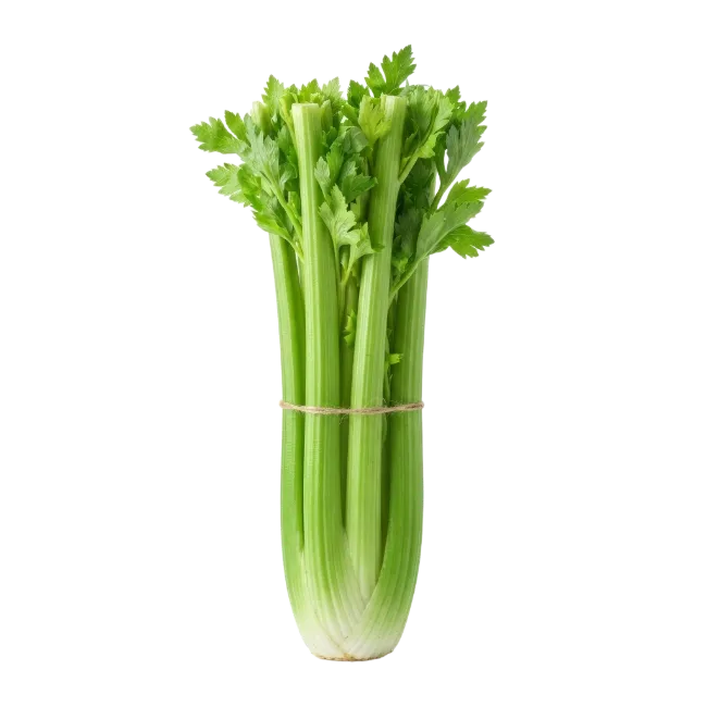 Fresh Green Celery Bunch