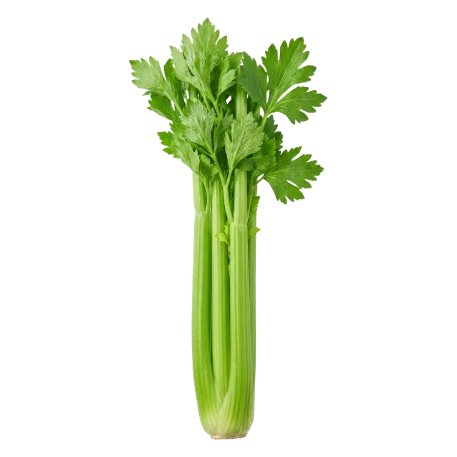 Fresh Green Celery Bunch