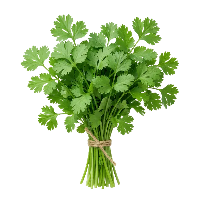 Fresh green cilantro bunch isolated