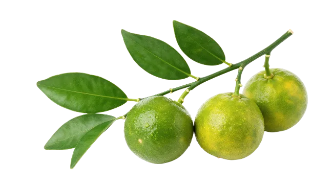 Fresh Green Citrus Branch with Leaves