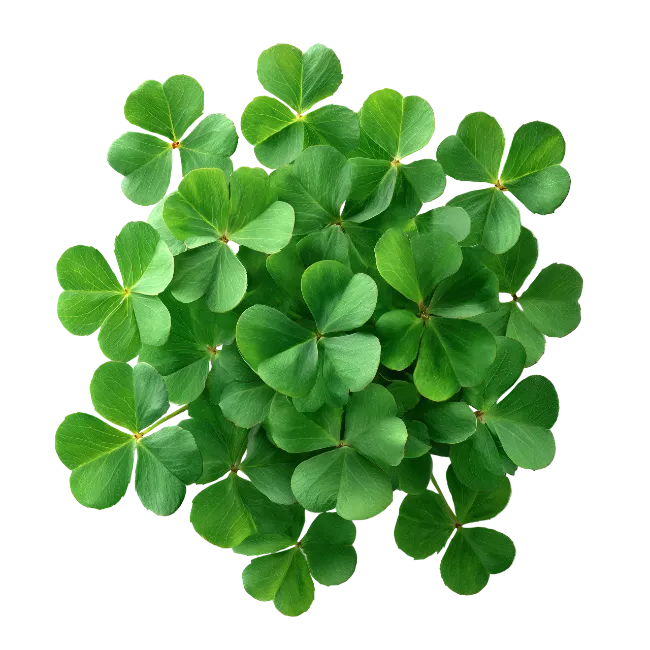 Fresh Green Clover Leaves Arrangement