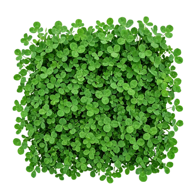 Fresh Green Clover Patch