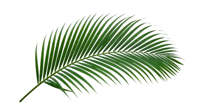 Fresh Green Coconut Palm Frond Branch