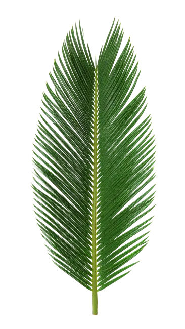 Fresh Green Cycas Palm Frond Leaf