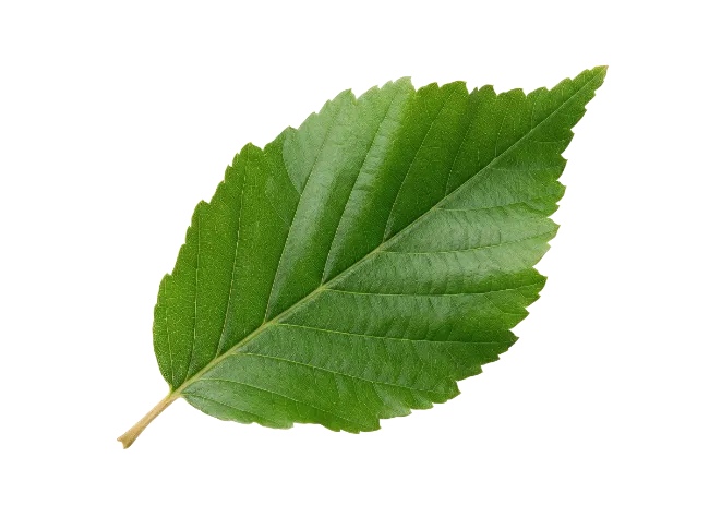 Fresh Green Elm Leaf Isolated