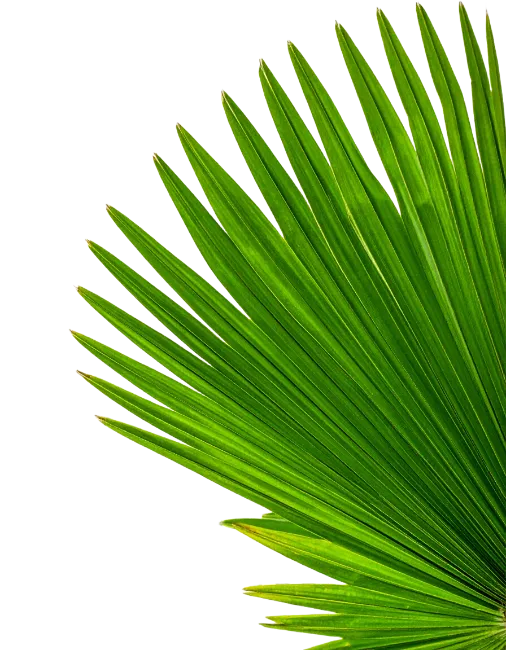 Fresh Green Fan Palm Leaf
