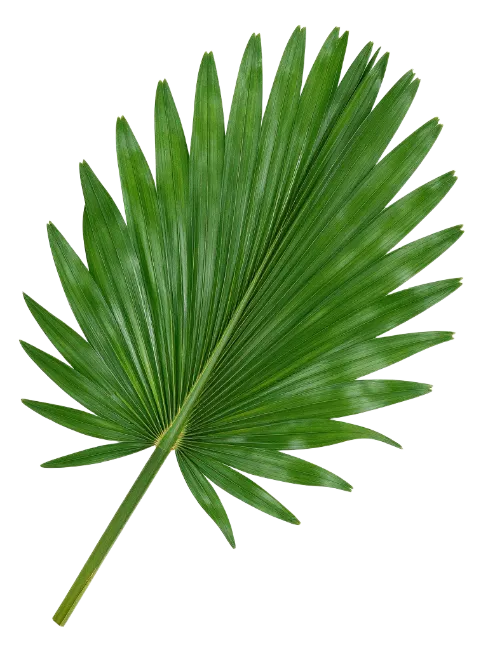 Fresh Green Fan Palm Leaf Isolated