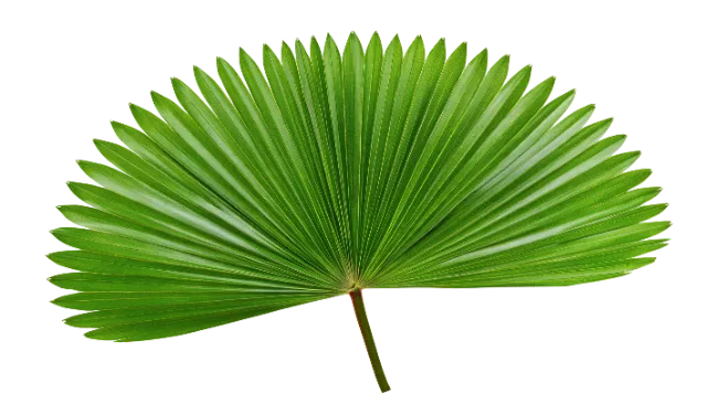 Fresh Green Fan Palm Leaf Isolated
