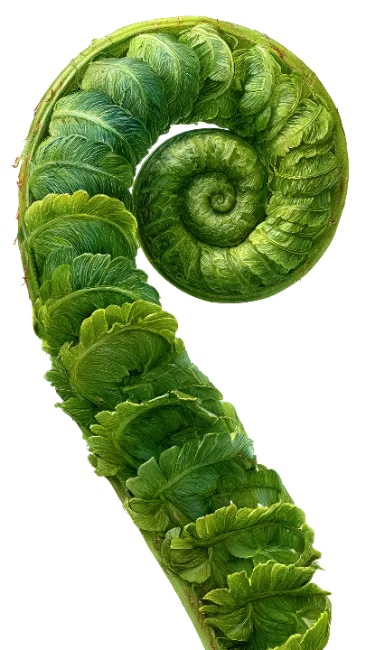 Fresh Green Fern Fiddlehead Spiral