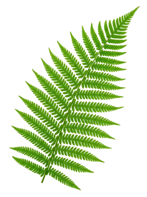 Fresh Green Fern Frond