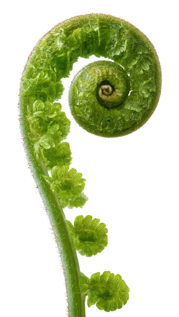Fresh Green Fern Frond Fiddlehead