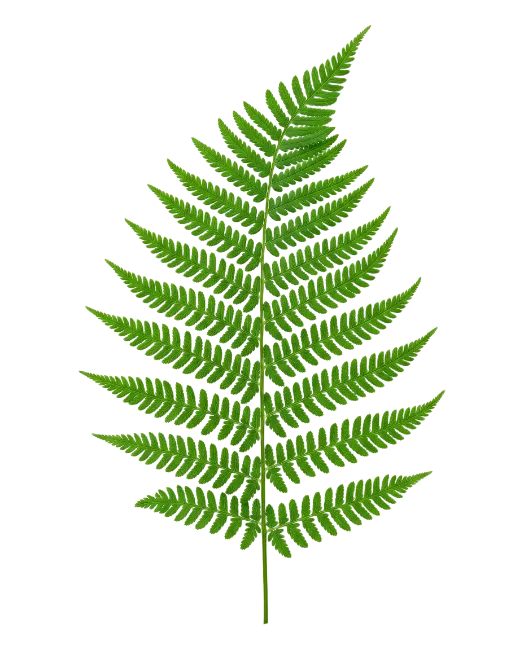 Fresh Green Fern Frond Leaf