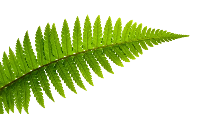 Fresh Green Fern Frond Leaf