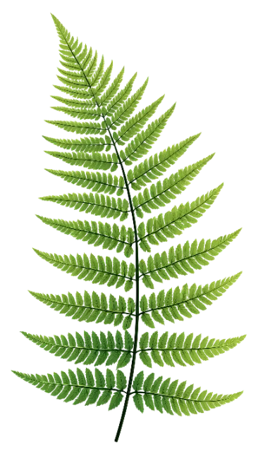 Fresh Green Fern Frond Leaf
