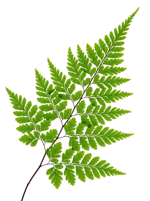 Fresh Green Fern Frond Leaf Isolated