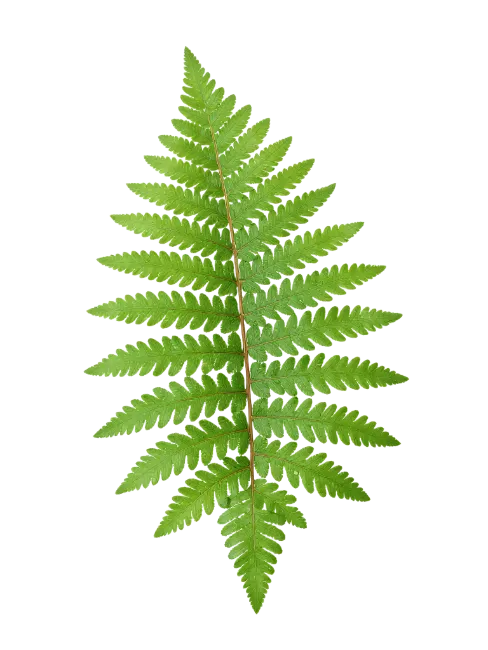 Fresh Green Fern Leaf