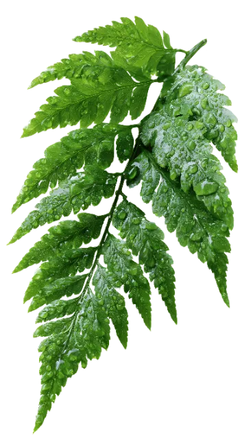 Fresh Green Fern Leaf with Dew Drops