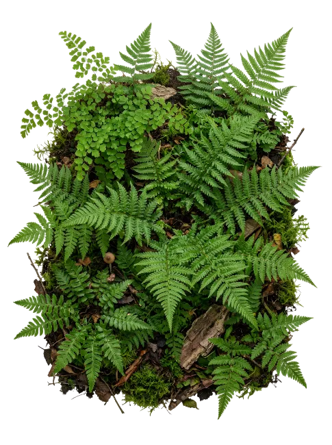 Fresh Green Fern Leaves Arrangement
