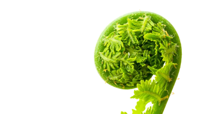 Fresh Green Fiddlehead Fern Crozier