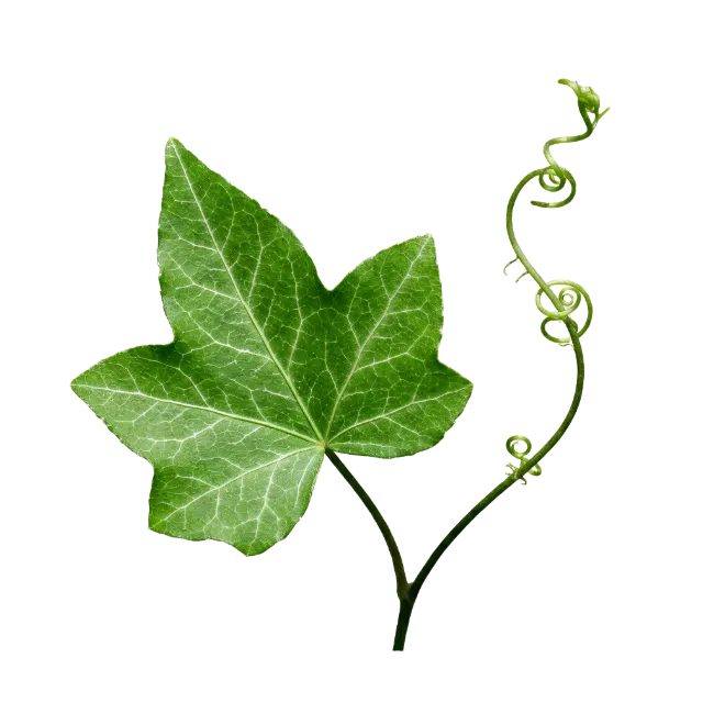 Fresh Green Ivy Leaf With Tendril