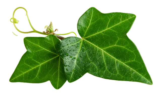 Fresh Green Ivy Leaves with Dew Drops