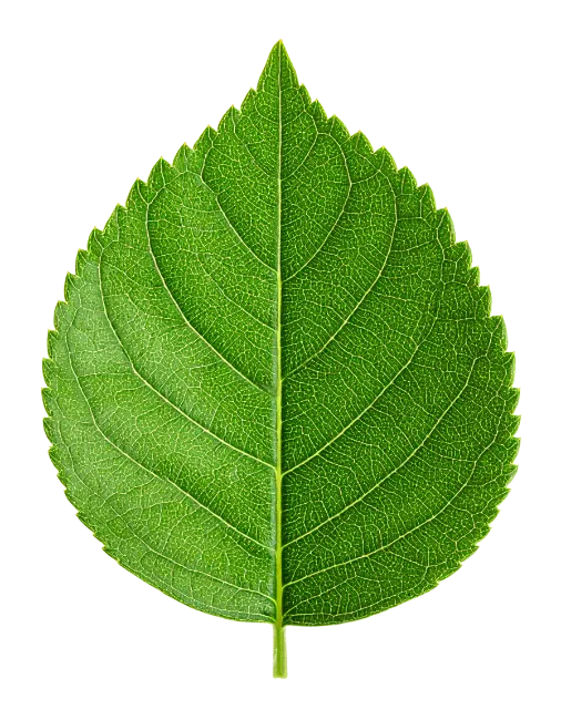 Fresh Green Leaf Isolated On White Background