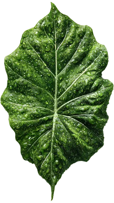 Fresh Green Leaf with Water Droplets