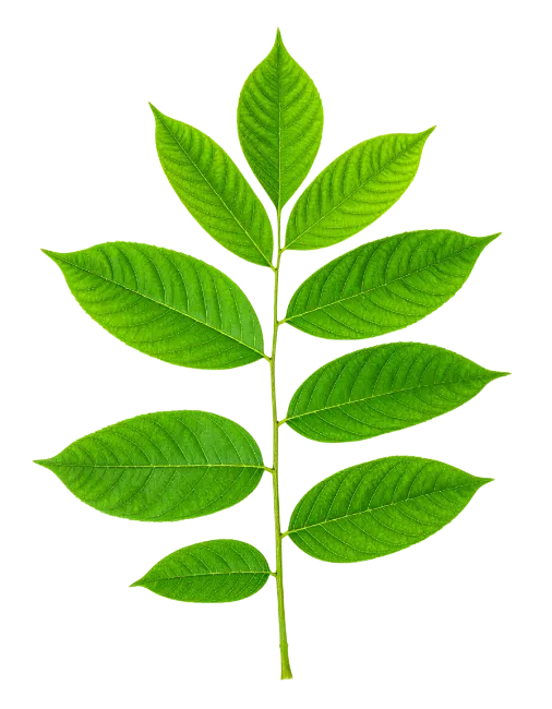 Fresh Green Leafy Branch Isolated