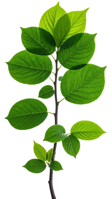 Fresh Green Leafy Tree Branch Isolated