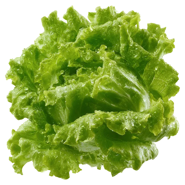 Fresh Green Lettuce Head